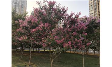 夏秋季節(jié)，錫城首次驚現(xiàn)紫薇花開美景